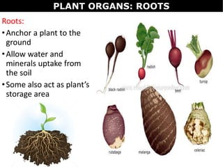 Roots:
•Anchor a plant to the
ground
•Allow water and
minerals uptake from
the soil
•Some also act as plant’s
storage area
PLANT ORGANS: ROOTS
 