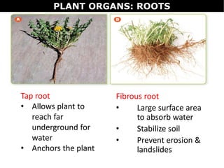 Fibrous root
• Large surface area
to absorb water
• Stabilize soil
• Prevent erosion &
landslides
Tap root
• Allows plant to
reach far
underground for
water
• Anchors the plant
PLANT ORGANS: ROOTS
 