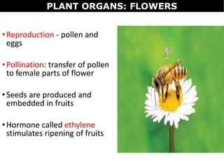 •Reproduction - pollen and
eggs
•Pollination: transfer of pollen
to female parts of flower
•Seeds are produced and
embedded in fruits
•Hormone called ethylene
stimulates ripening of fruits
PLANT ORGANS: FLOWERS
 
