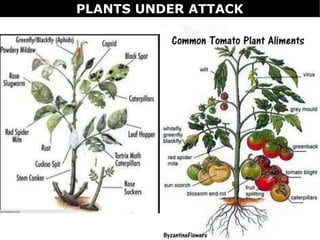 PLANTS UNDER ATTACK
 