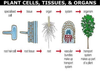 PLANT CELLS, TISSUES, & ORGANS
 