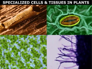 SPECIALIZED CELLS & TISSUES IN PLANTS
 