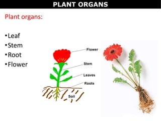 Plant organs:
•Leaf
•Stem
•Root
•Flower
PLANT ORGANS
 