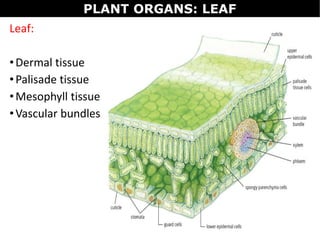 Leaf:
•Dermal tissue
•Palisade tissue
•Mesophyll tissue
•Vascular bundles
PLANT ORGANS: LEAF
 
