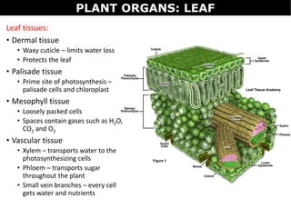 Leaf tissues:
• Dermal tissue
• Waxy cuticle – limits water loss
• Protects the leaf
• Palisade tissue
• Prime site of photosynthesis –
palisade cells and chloroplast
• Mesophyll tissue
• Loosely packed cells
• Spaces contain gases such as H2O,
CO2 and O2
• Vascular tissue
• Xylem – transports water to the
photosynthesizing cells
• Phloem – transports sugar
throughout the plant
• Small vein branches – every cell
gets water and nutrients
PLANT ORGANS: LEAF
 