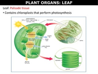 PLANT ORGANS: LEAF
Leaf: Palisade tissue
• Contains chloroplasts that perform photosynthesis
 