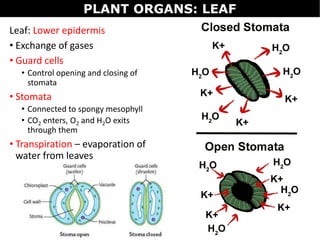 Leaf: Lower epidermis
• Exchange of gases
• Guard cells
• Control opening and closing of
stomata
• Stomata
• Connected to spongy mesophyll
• CO2 enters, O2 and H2O exits
through them
• Transpiration – evaporation of
water from leaves
PLANT ORGANS: LEAF
 