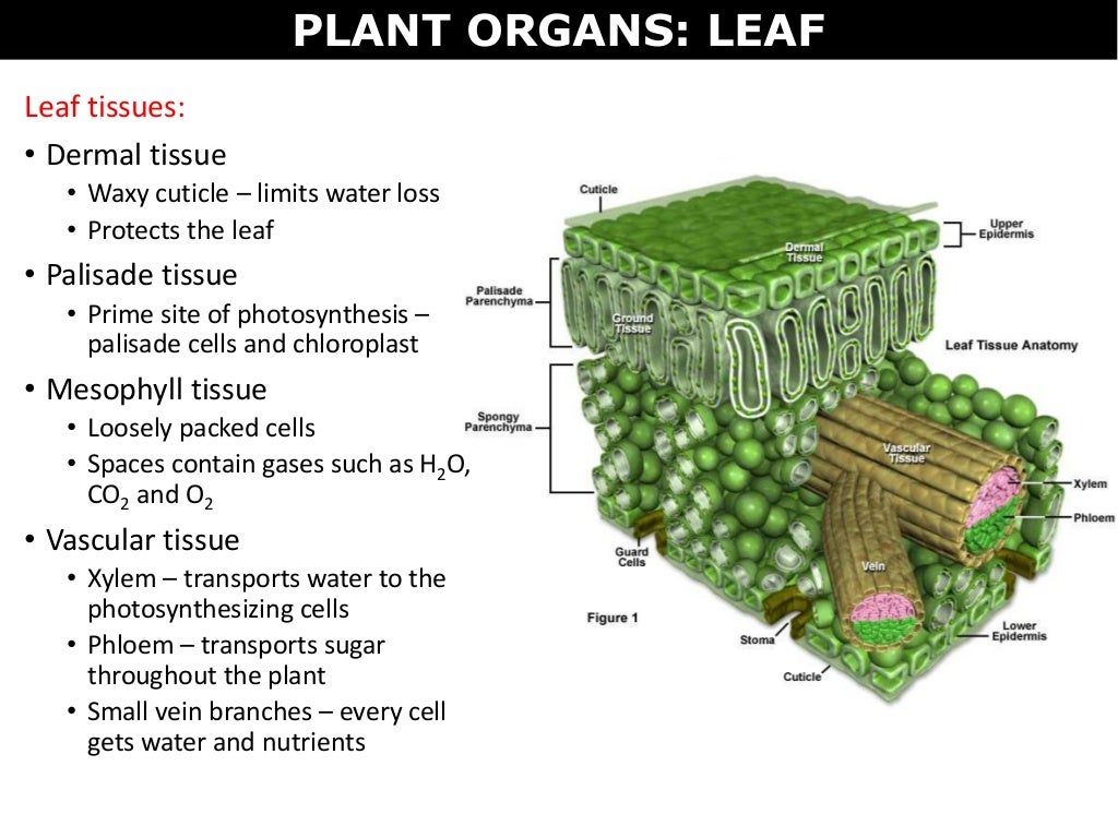 07 plant cells, tissues and organs