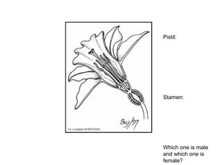 Pistil:
Stamen:
Which one is male
and which one is
female?
 