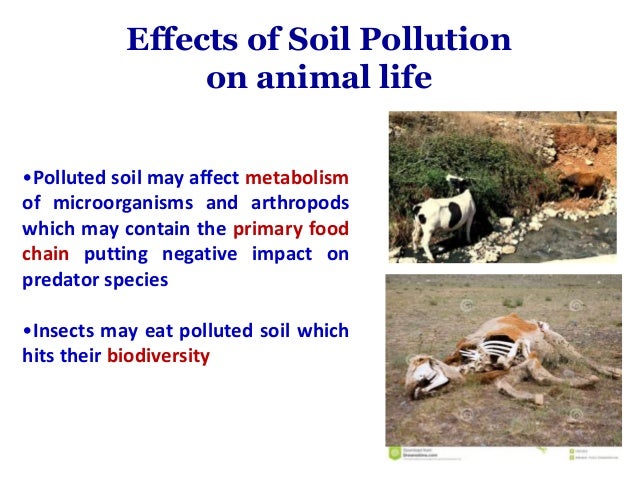 Effects Of Soil Pollution On Animals