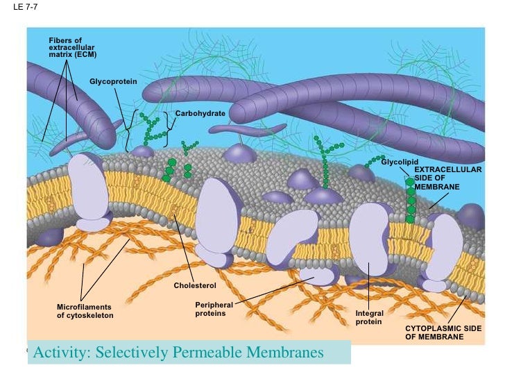 Membrane Structure and Function