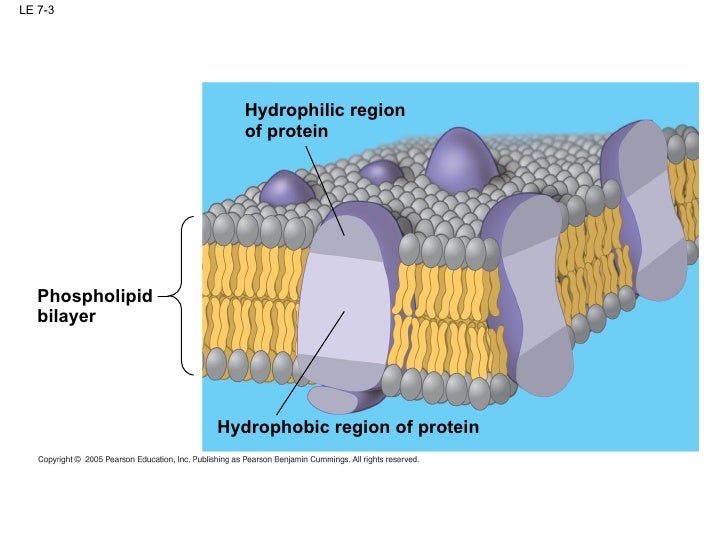 Membrane Structure and Function