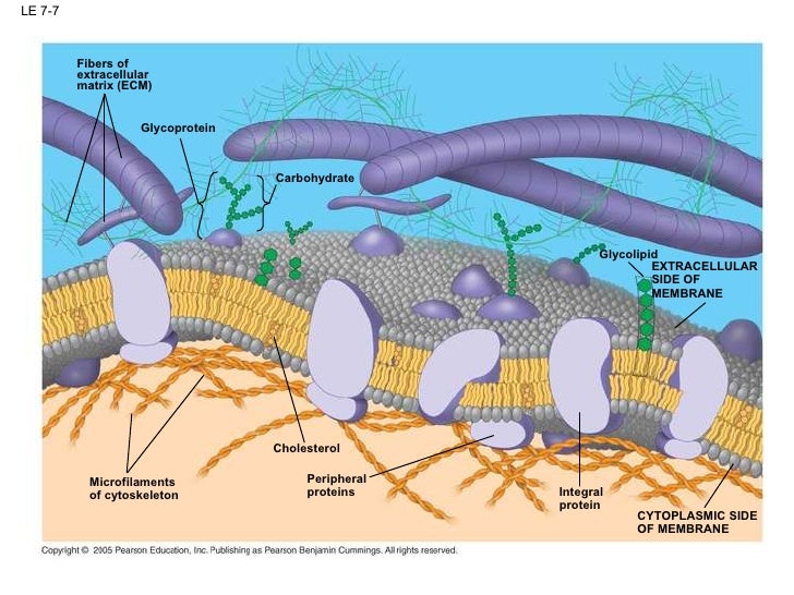 Membrane Structure and Function