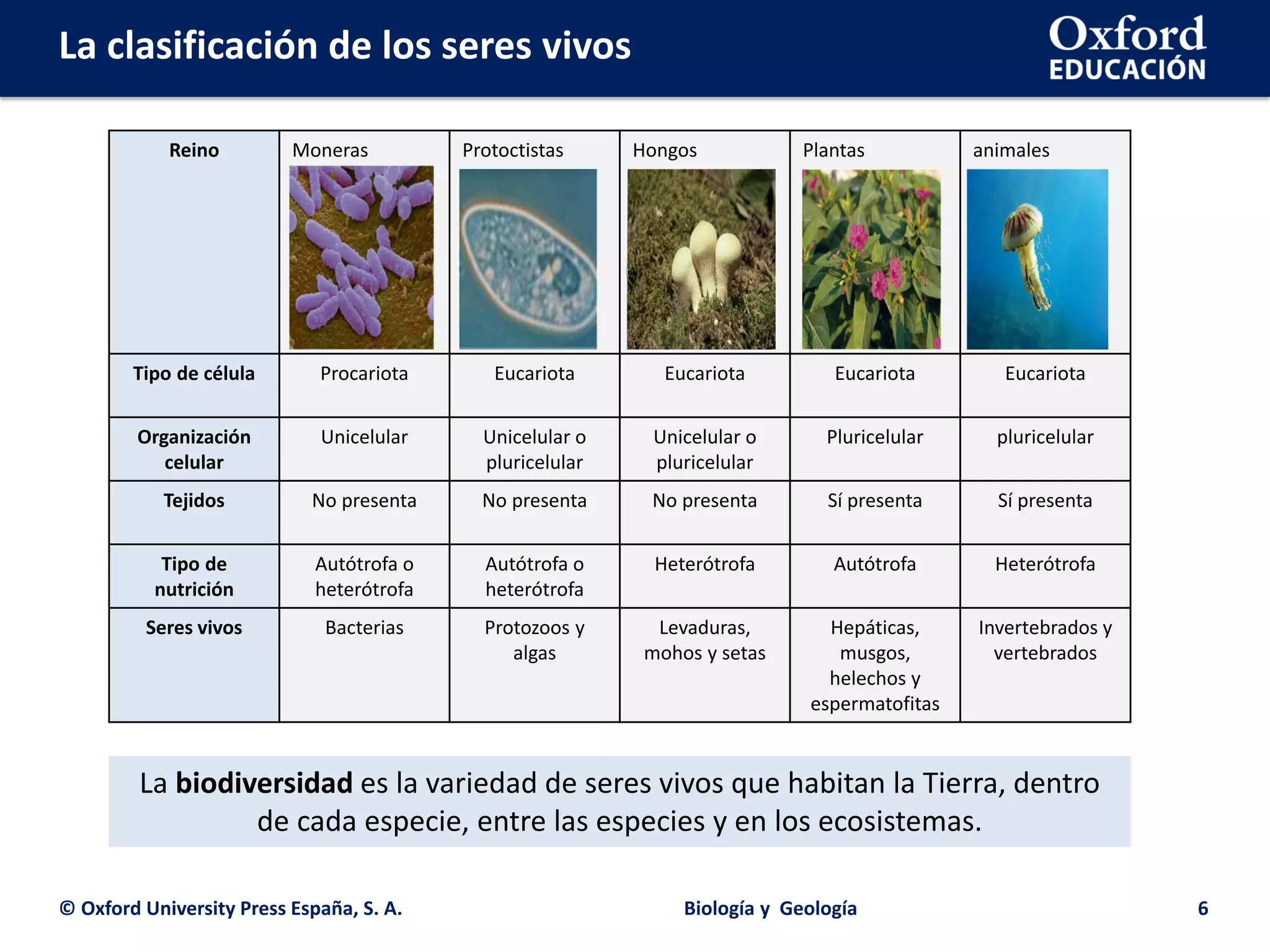 Clasificación de los seres vivos Oxford | PDF