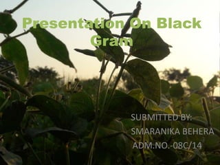 Presentation On Black
Gram
SUBMITTED BY:
SMARANIKA BEHERA
ADM.NO.-08C/14
 