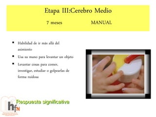 Etapa III:Cerebro Medio
                     7 meses             MANUAL

 Habilidad de ir más allá del
  asimiento
 Usa su mano para levantar un objeto
 Levantar cosas para comer,
  investigar, estudiar o golpearlas de
  forma ruidosa



  Respuesta significativa
 
