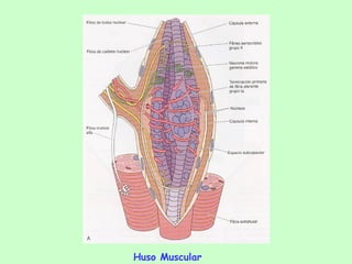 Huso Muscular  