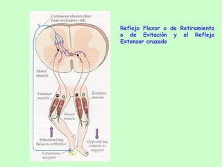 Reflejo Flexor o de Retiramiento o de Evitación y el Reflejo Extensor cruzado 