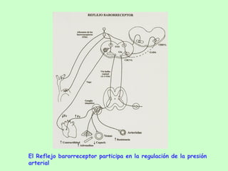 El Reflejo barorreceptor participa en la regulación de la presión arterial 