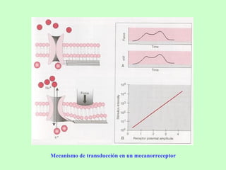 Mecanismo de transducción en un mecanorreceptor 