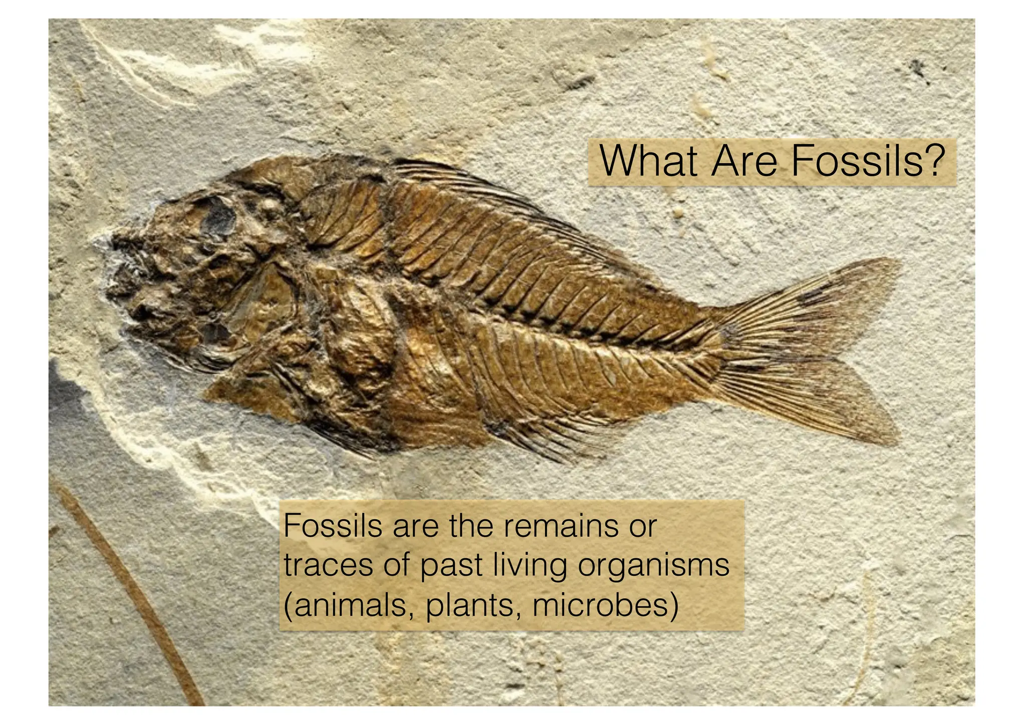 What Are Fossils?
Fossils are the remains or
traces of past living organisms
(animals, plants, microbes)
 