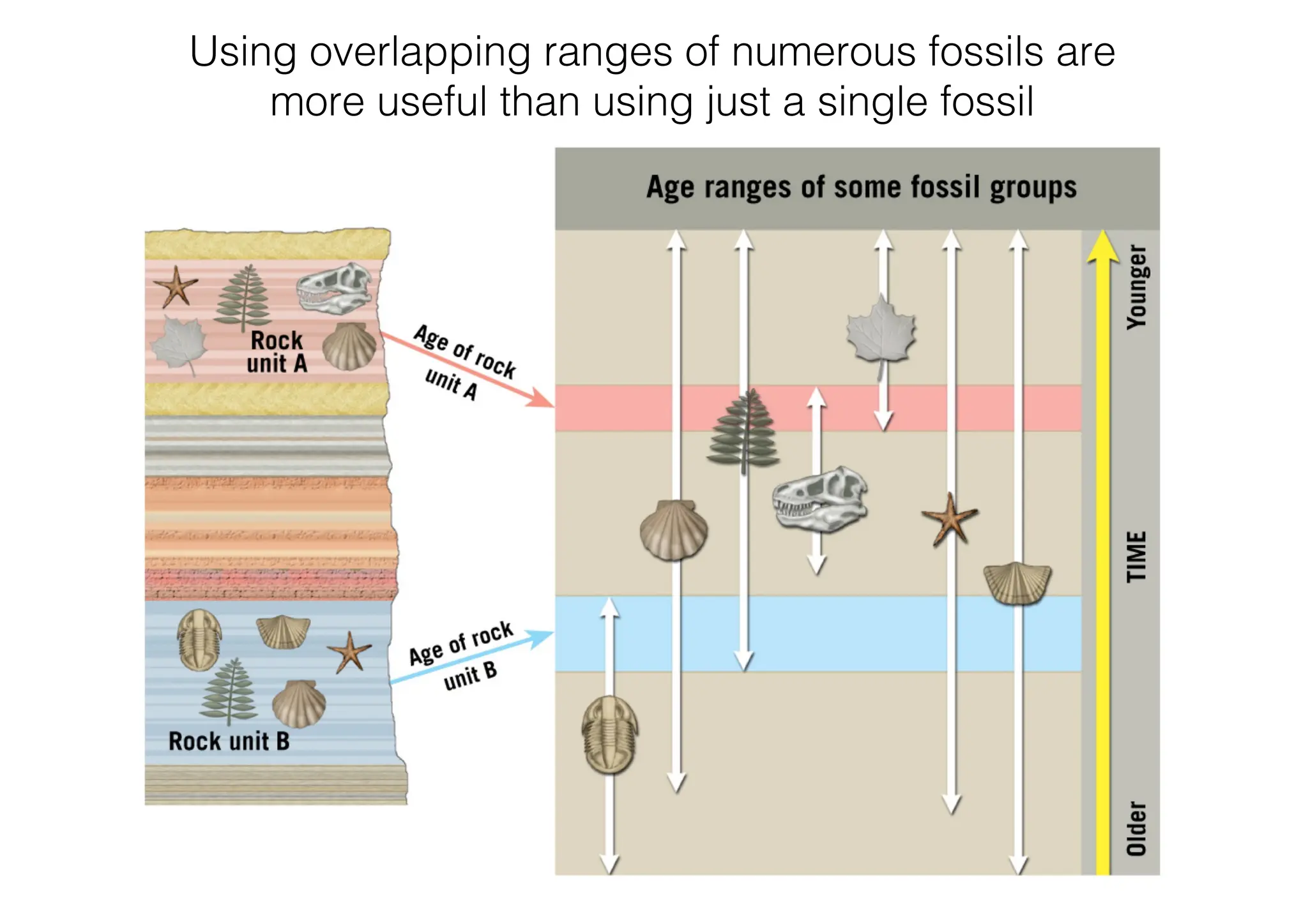 Using overlapping ranges of numerous fossils are
more useful than using just a single fossil
 