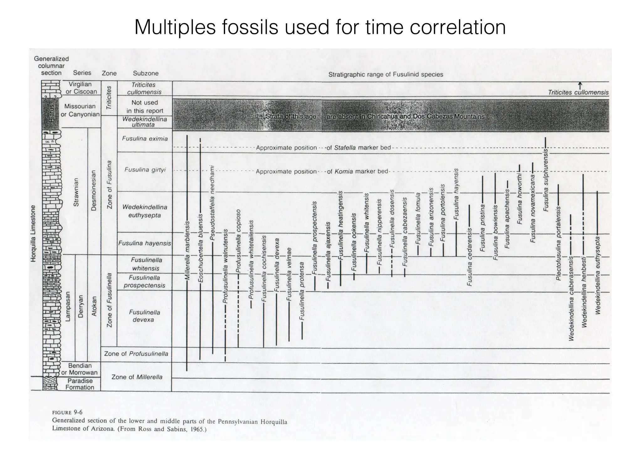 Multiples fossils used for time correlation
 