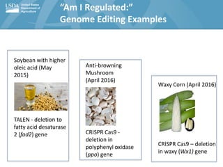 United States
Department of
Agriculture
“Am I Regulated:”
Genome Editing Examples
Waxy Corn (April 2016)
CRISPR Cas9 – del...