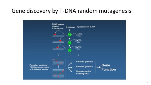 crop plants dna free