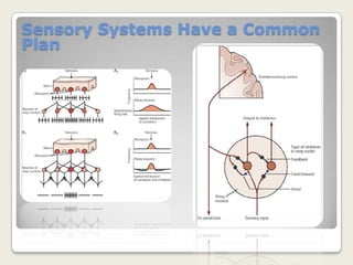 Stimulus intensity is encoded by frequency of AP