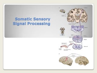 Sensory Systems Have a Common Plan
