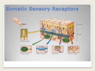 Somatic Sensory Signal Processing