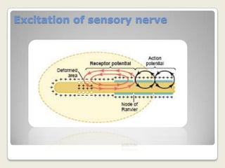 Somatic Sensory Receptors