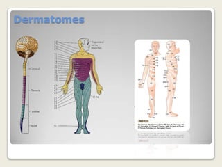 Types of nerve fiber - Principle of Connectional Specificity