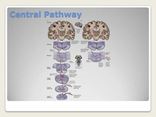 Trigeminal nerve