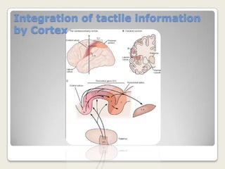 Thalamocortical projection