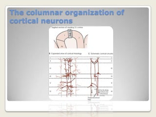 Integration of tactile information by Cortex