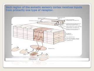 The columnar organization of cortical neurons 