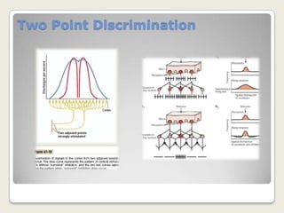 Each region of the somatic sensory cortex receives inputs from primarily one type of receptor.