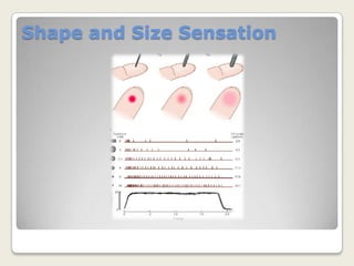 Two Point Discrimination