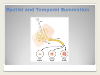 Shape and Size Sensation