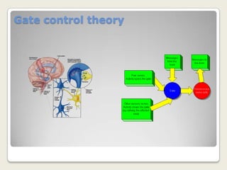 Nociceptive Components of the Thalamus and Cortex