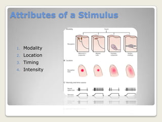 Attributes of a StimulusModalityLocationTimingIntensity