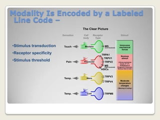 Modality Is Encoded by a Labeled Line Code – Stimulus transduction