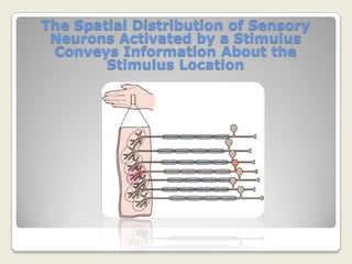Receptor specificity