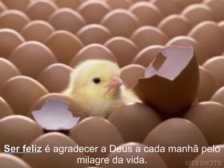 Ser feliz  é agradecer a Deus a cada manhã pelo milagre da vida. 