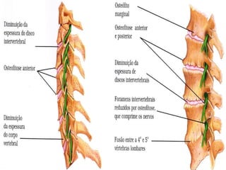 07 sistema articular