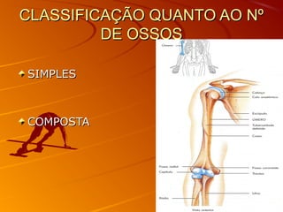 CLASSIFICAÇÃO QUANTO AO NºCLASSIFICAÇÃO QUANTO AO Nº
DE OSSOSDE OSSOS
SIMPLESSIMPLES
COMPOSTACOMPOSTA
 