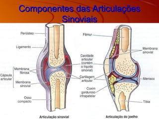 Componentes das ArticulaçõesComponentes das Articulações
SinoviaisSinoviais
 