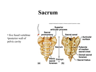 Sacrum five fused vertebrae posterior wall of pelvic cavity 